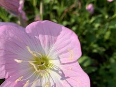 -洋湖国家湿地公园