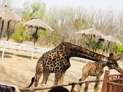 -北京野生动物园