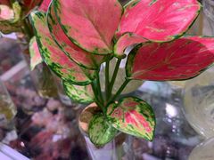 -KKV(深圳宏发大仟里店)