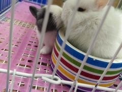 -钓仓鼠(洋桥北里小区店)