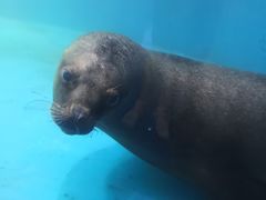 -泉城欧乐堡海洋极地世界