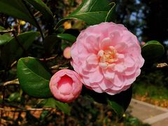 -中国科学院华南植物园