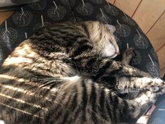 -海边的猫和咖啡馆