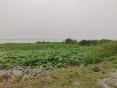 -七的湖·晚芳亭·阳澄湖农家菜·大闸蟹(莲花岛店)