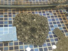 -天盛海鲜烧烤大排档·本地小海鲜·牟平腿穗子(幸福店)