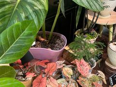 -弗劳尔花艺坊(龙涛店)