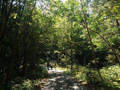 -汤旺河林海奇石景区