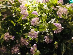 -小杨烤肉(高新店)