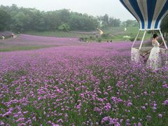 -大塘金香草谷