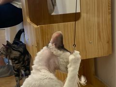 -有喵·猫咖·狗咖·30几只猫10只小狗(岗厦店)