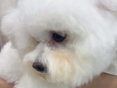 -安安宠医宠物医院·异宠·犬猫内科(岳阳分院)