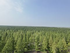 -黄海国家森林公园