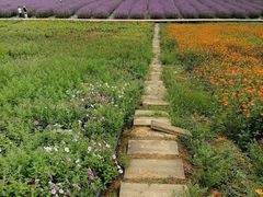 -紫颐香薰山谷景区