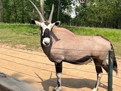 -大连森林动物园