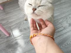 -喵屿·大理花园猫咖