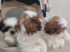 -美美宠物诊疗中心·异宠·骨科(滨江东信分院)