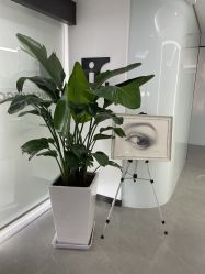 -处女座·MISS VIRGO·半永久纹眉野生眉