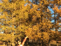 日落-塞罕坝国家级自然保护区