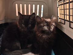 -pd派德宠物中心医院24H急重症·眼科中心·血液透析中心(嵩山北路店)