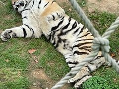 -西霞口神雕山野生动物世界