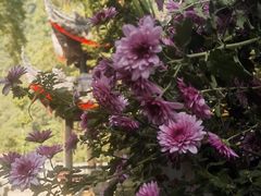 -峨眉山报国寺