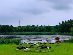 -东平国家森林公园