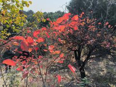 -北京西山国家森林公园