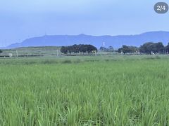 -光明小镇欢乐田园