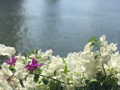 -布里斯班南岸公园