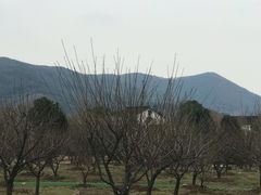 -香雪海