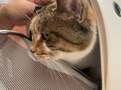 -艾贝尔宠物医院 ·内科全科(梁溪路店)