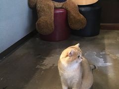 -咖法森林·咖啡  酒吧(天河店)