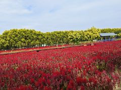 -广东花都香草世界旅游度假区