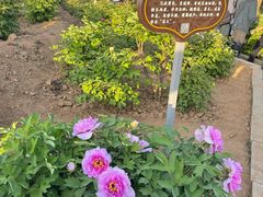 -洛阳市隋唐城遗址植物园