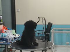 -天宠宠物医院24小时·急重症诊疗中心·全科·腔镜特色(和平分院)