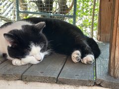 -喵屿·大理花园猫咖