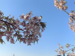 -新江湾城公园