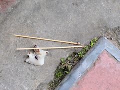 -椰爺爺·椰子冻砵仔糕