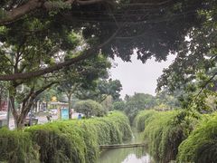 -神仙树公园