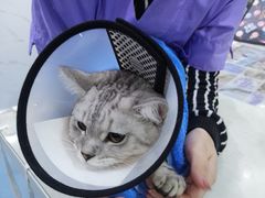-伟伟宠物医院·CT影像中心·瑞派犬猫综合性门诊(汉口总院)