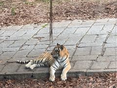 -深圳野生动物园