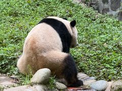 -都江堰中华大熊猫苑