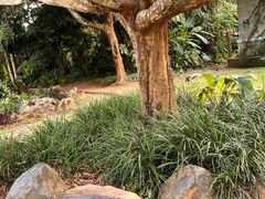 -中国科学院西双版纳热带植物园