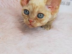-十年猫舍·猫咪专门店(普陀店)