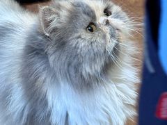 -有猫主题·治愈系猫咖(曾厝垵店)