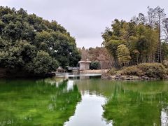 -上海共青森林公园