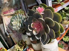-朝来春花卉市场