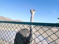 -新疆天山野生动物园