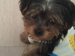 -翊宠yipet猫狗购宠庄园犬舍•猫舍