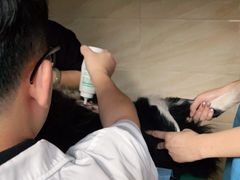 -安安宠医·安宠宠物医院